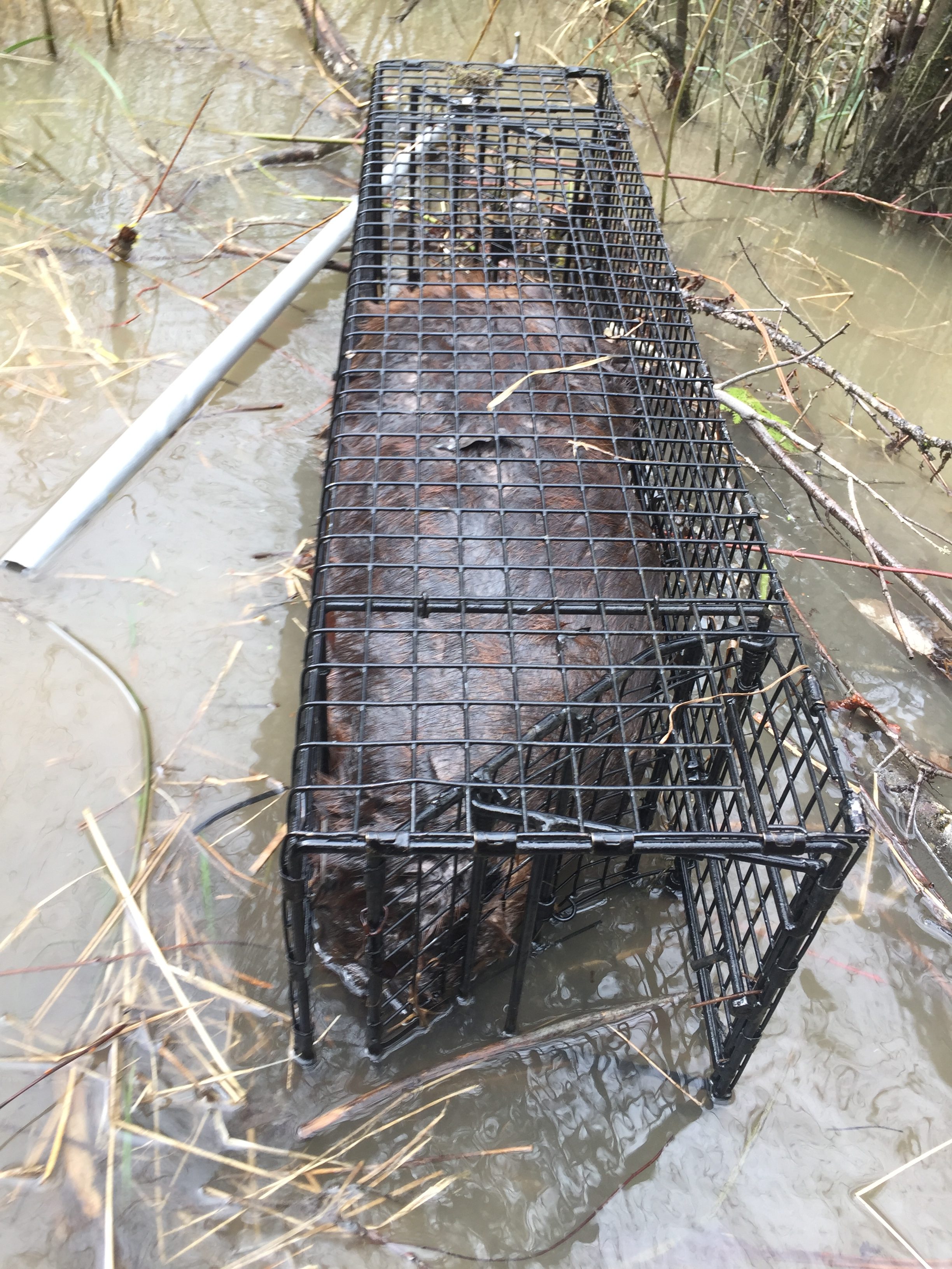 Big Beaver in Smaller Swim Through Comstock Cage Traps, 10hx12w Opening