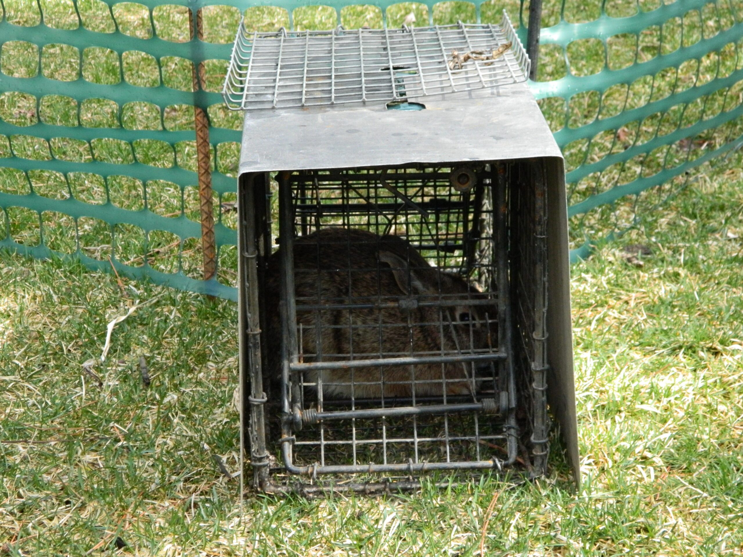 DSCN4909 Comstock Custom Cages