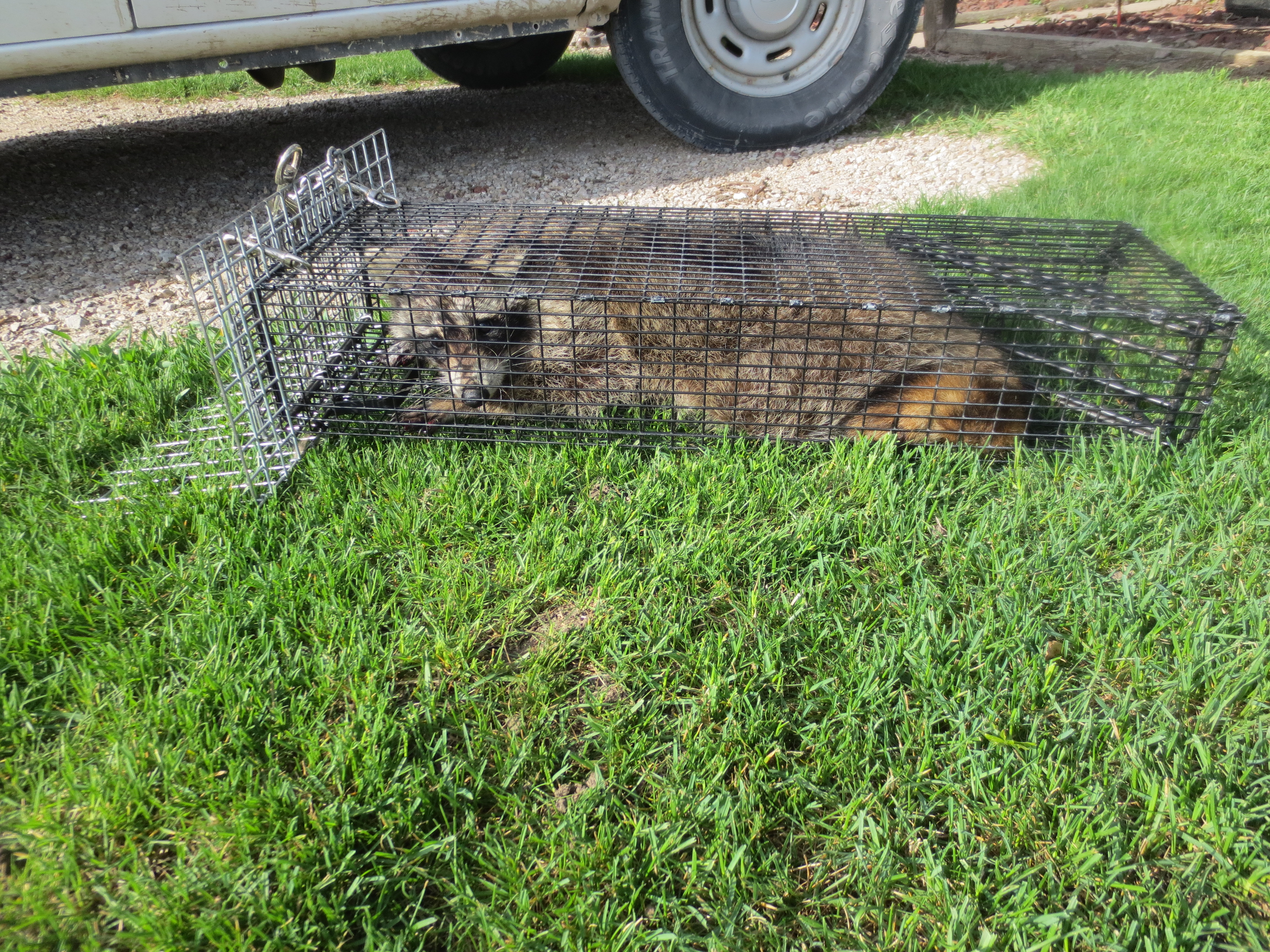 Adam Utterback Lovin Comstock Chimney Cage Traps! - Comstock Custom Cages