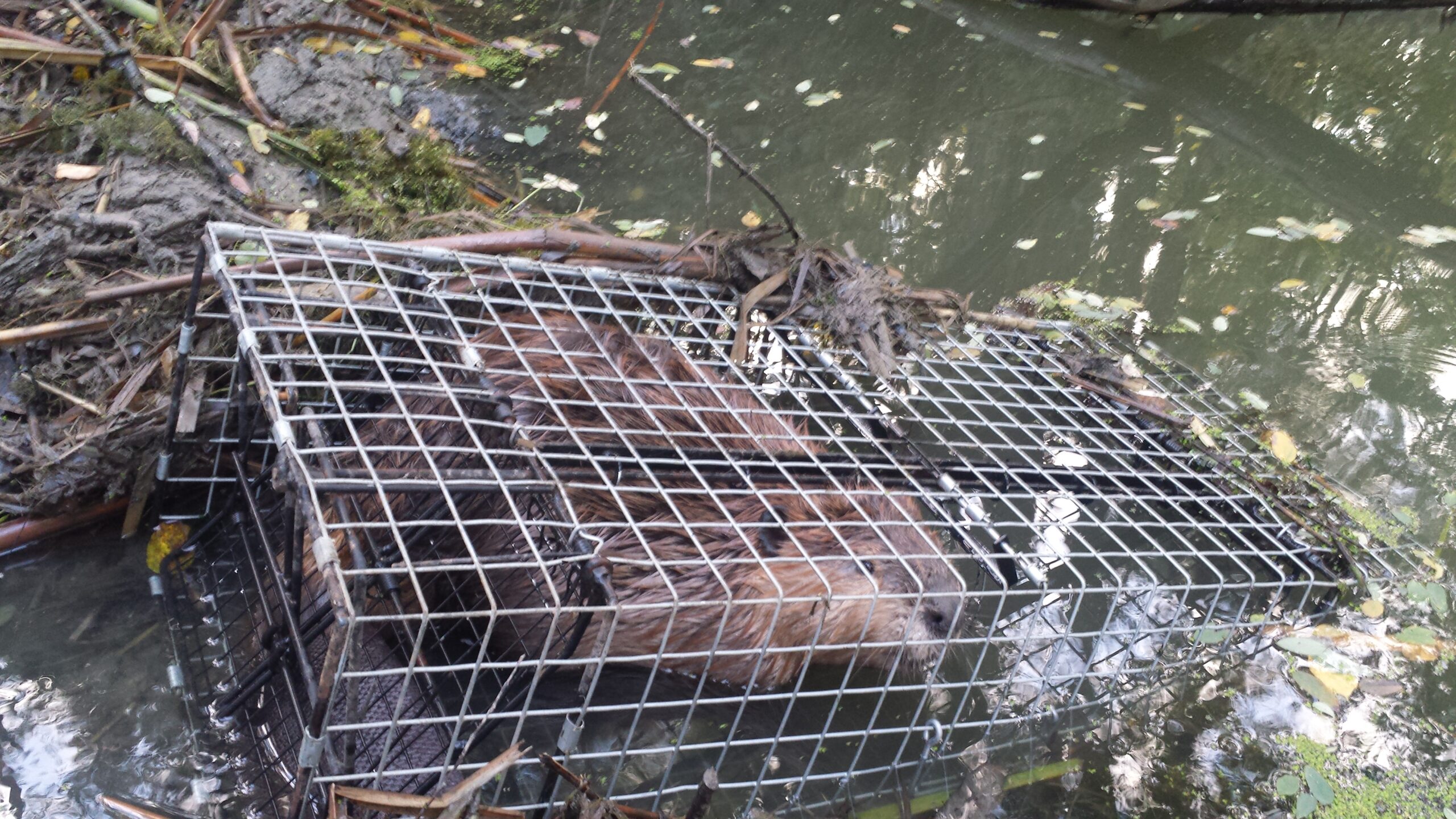 New Trappers-Beaver - Comstock Custom Cage