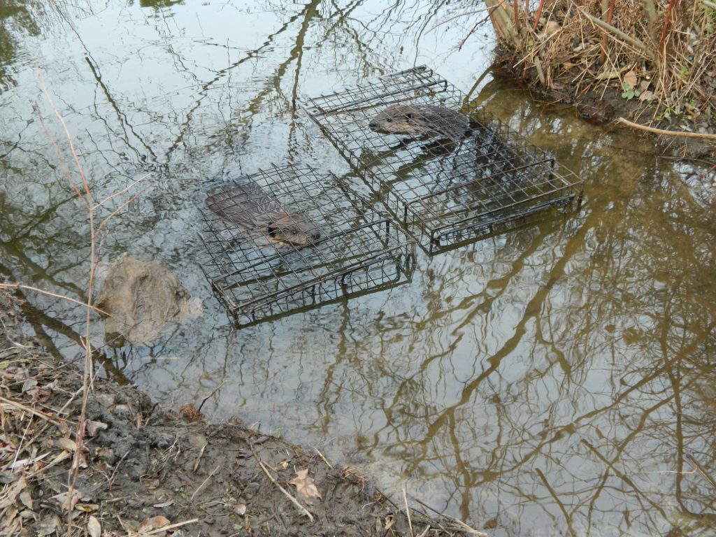 Double on Live Beaver in Comstock Cage Traps Comstock Custom Cages