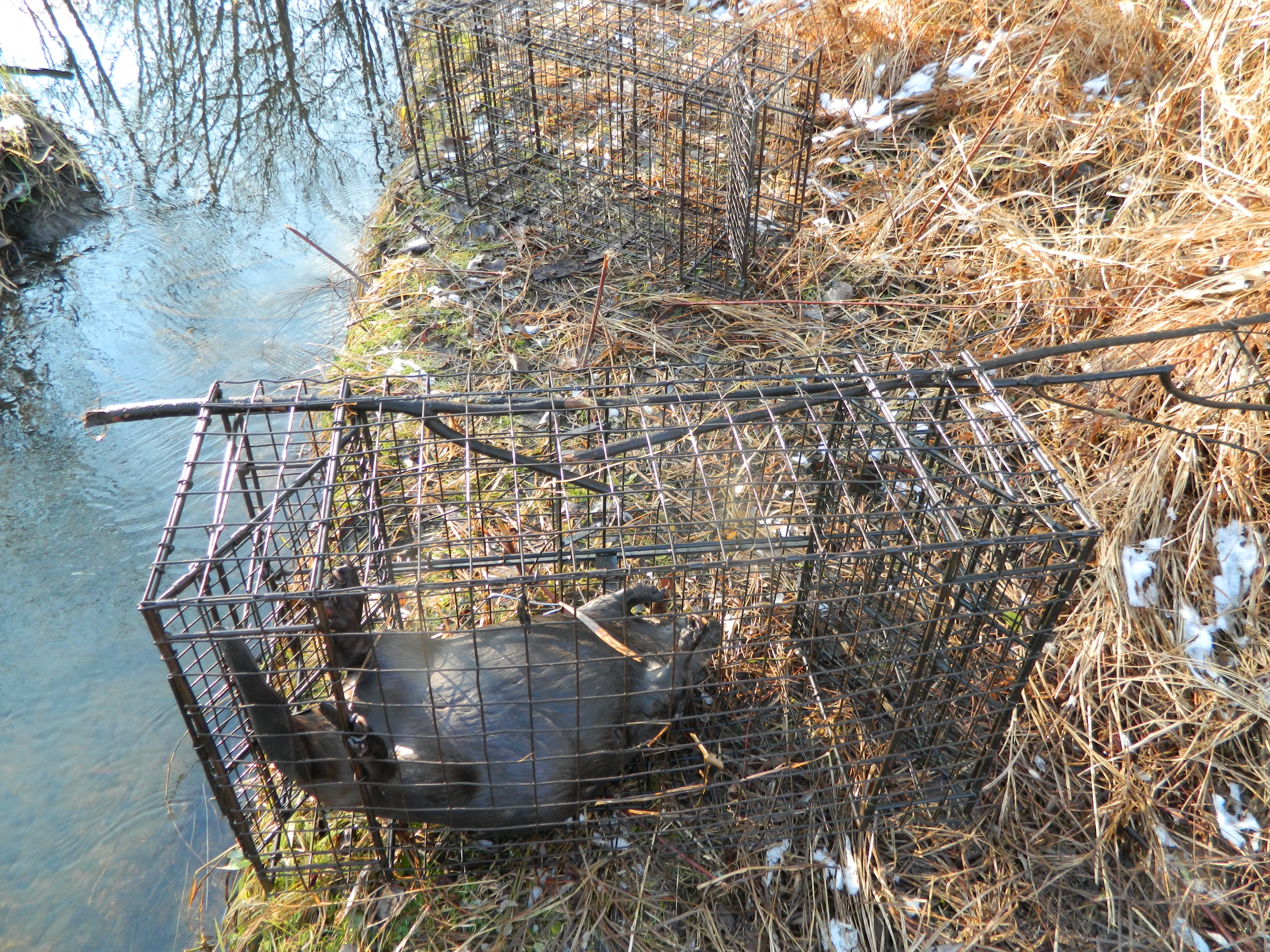 Sticks Caught in a Comstock Beaver Cage Trap, Not a Problem - Comstock