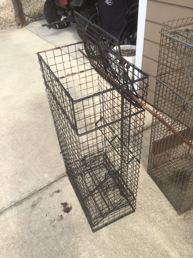 More Coyotes in Comstock 12x18x39 Beaver Traps - Comstock Custom Cages