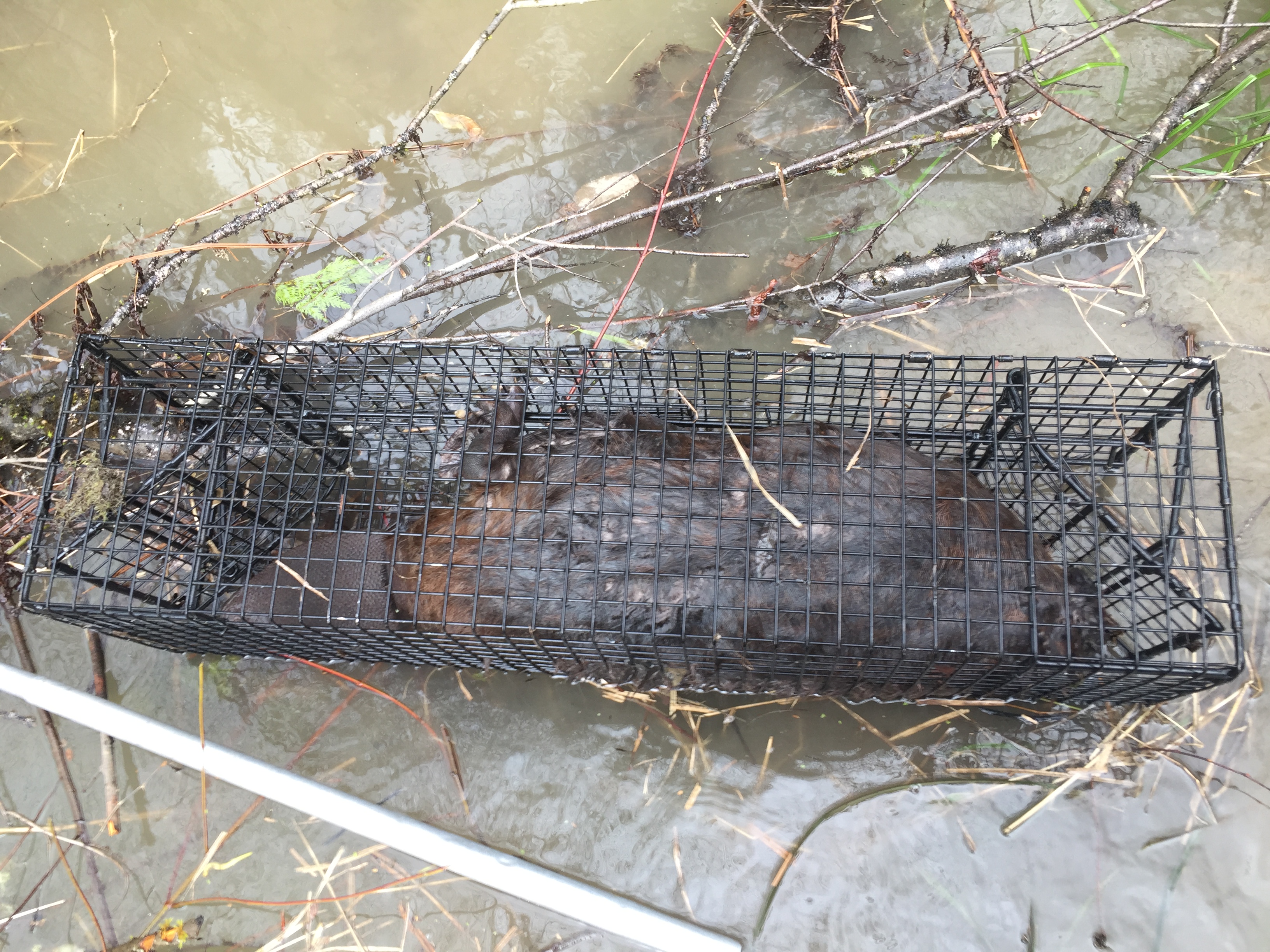 Big Beaver in Smaller Swim Through Comstock Cage Traps, 10hx12w Opening