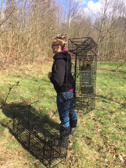 Making Comstock Beaver Cage Carrying a Little Easier