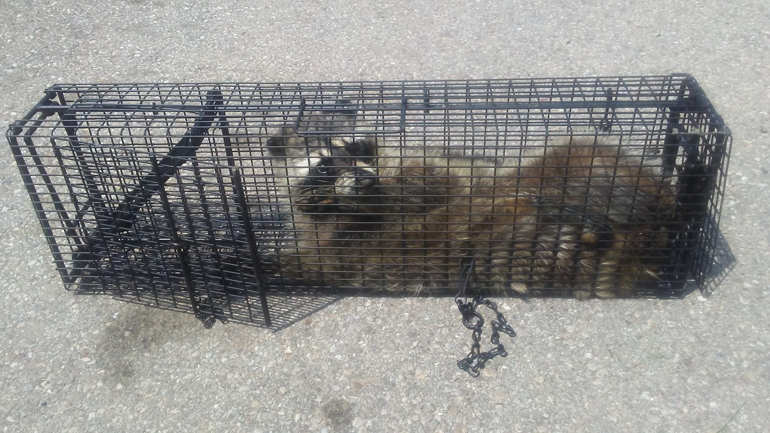 Another Raccoon “Comstocked”