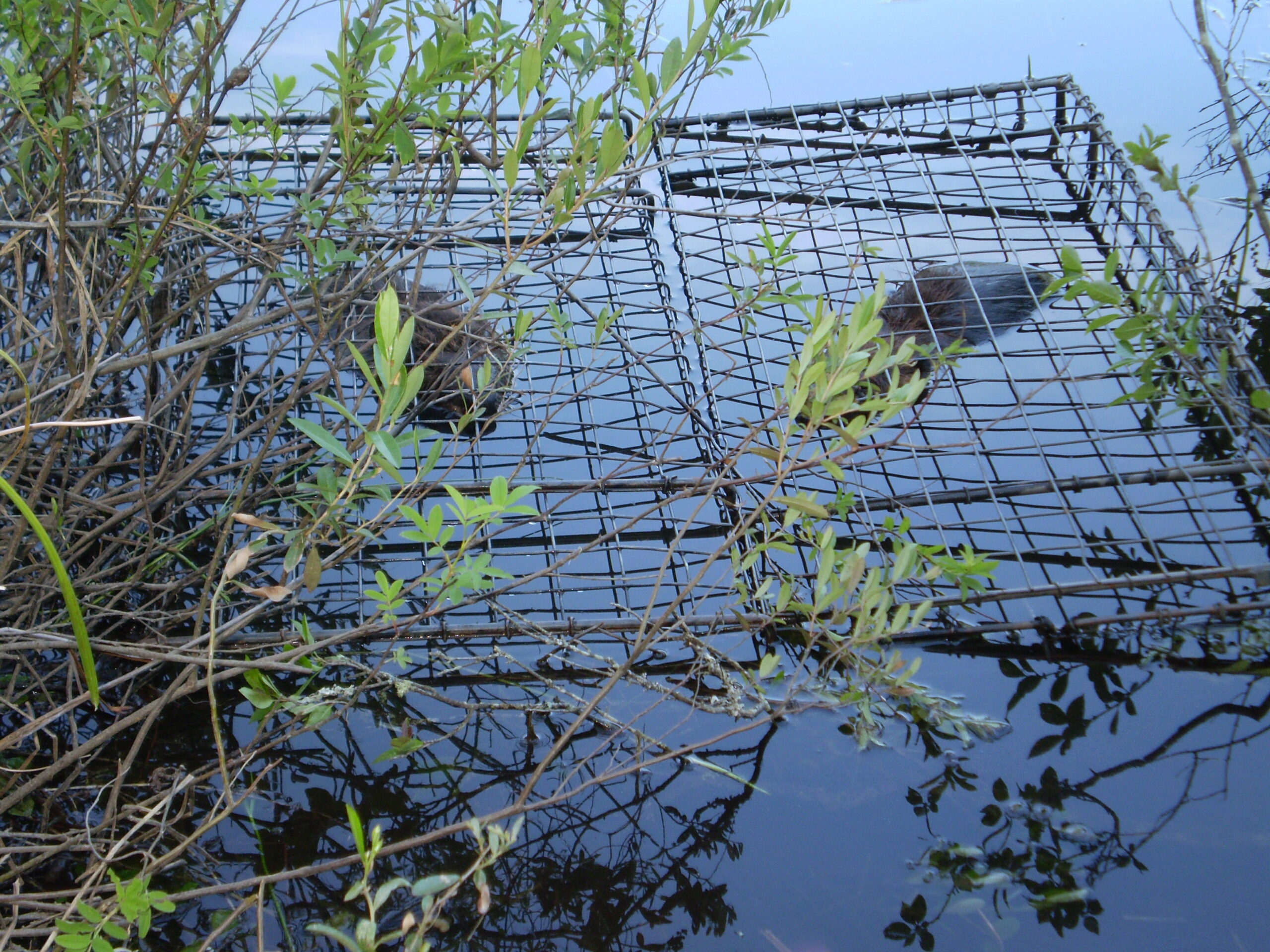 A little on Stacking Comstock Swim Through Beaver Traps - Comstock