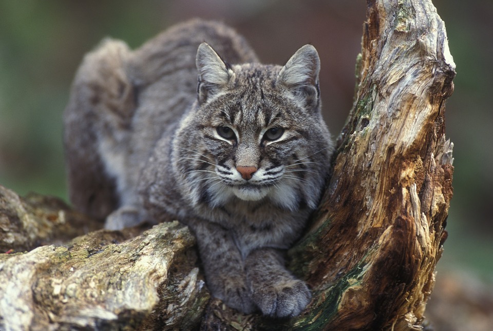 Perspective—Big Bobcats / Smaller Comstock Cage Traps