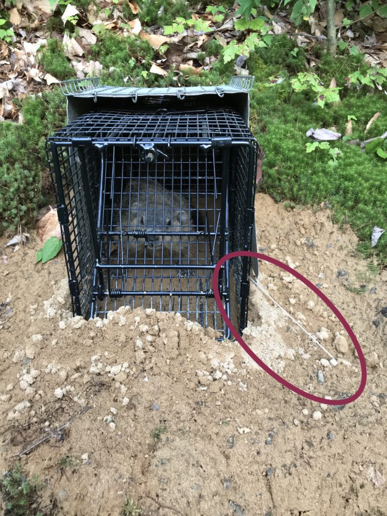 A bit about the new Comstock Cage Post Trigger Wires... Comstock Custom Cages