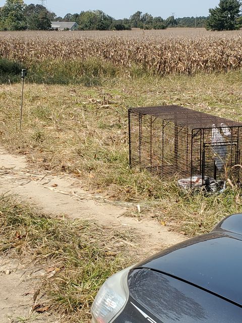 120841542_252049892913968_1692802341932158543_n Comstock Cage set with bait