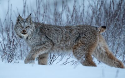 Encounter with Lynx